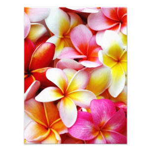 Blume Plumeria Frangipani Hawaii individuell Fotodruck