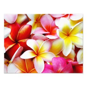 Blume Plumeria Frangipani Hawaii individuell Fotodruck