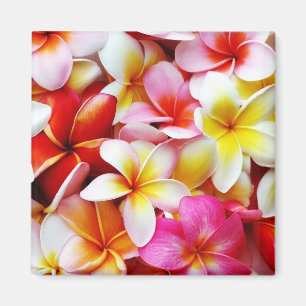 Blume Plumeria Frangipani Hawaii individuell Magnet