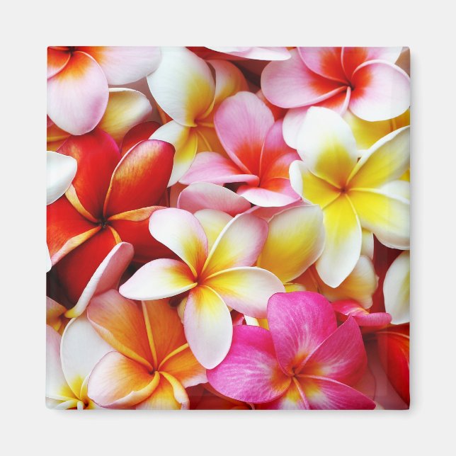 Blume Plumeria Frangipani Hawaii individuell Magnet (Vorne)