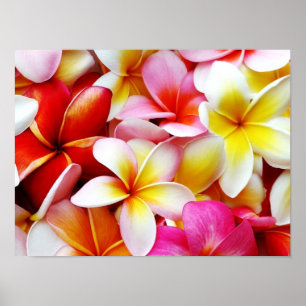 Blume Plumeria Frangipani Hawaii individuell Poster