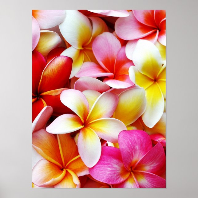 Blume Plumeria Frangipani Hawaii individuell Poster (Vorne)