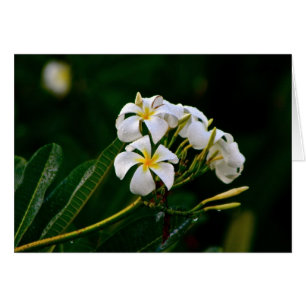 Blume Plumeria, Maui
