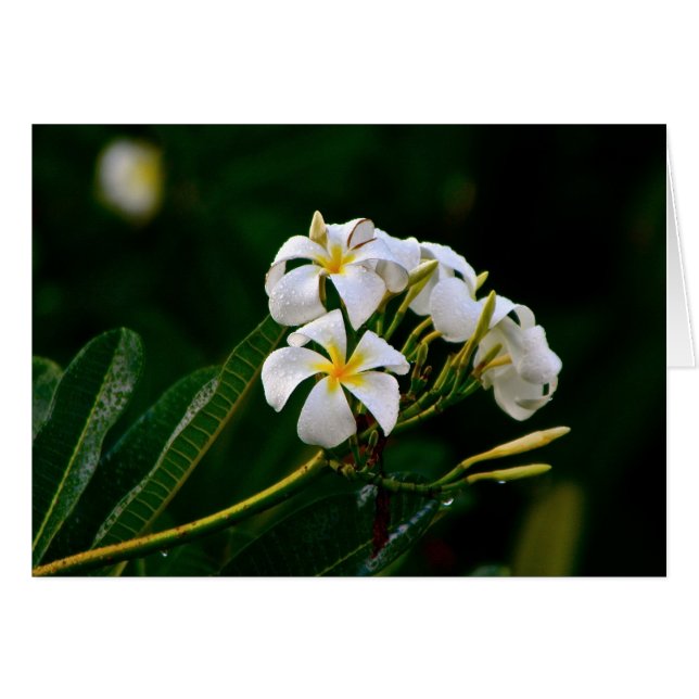 Blume Plumeria, Maui (Vorderseite (Horizontal))