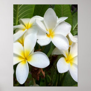 Blume Plumeria Poster