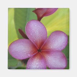Blume, Plumeria sp.), Südpazifik, Niue Magnet