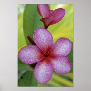Blume, Plumeria sp.), Südpazifik, Niue Poster