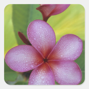 Blume, Plumeria sp.), Südpazifik, Niue Quadratischer Aufkleber