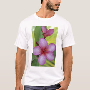 Blume, Plumeria sp.), Südpazifik, Niue T-Shirt