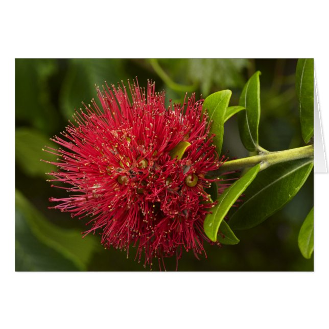 Blume Pohutukawa, Dunedin (Vorderseite (Horizontal))