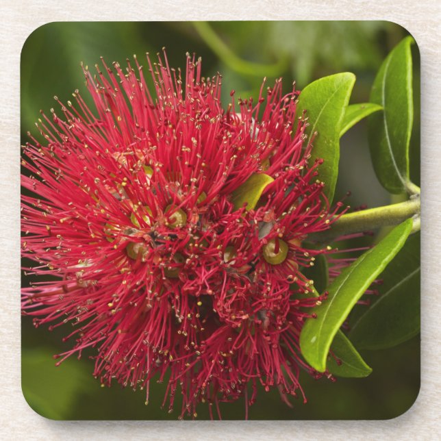 Blume Pohutukawa, Dunedin Getränkeuntersetzer (Vorderseite)