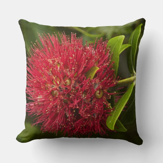 Blume Pohutukawa, Dunedin Kissen (Vorderseite)