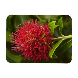Blume Pohutukawa, Dunedin Magnet