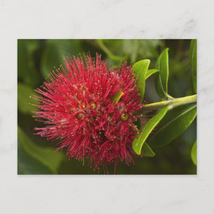 Blume Pohutukawa, Dunedin Postkarte