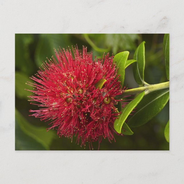 Blume Pohutukawa, Dunedin Postkarte (Vorderseite)