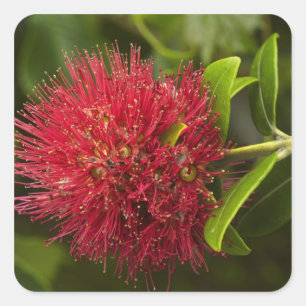 Blume Pohutukawa, Dunedin Quadratischer Aufkleber