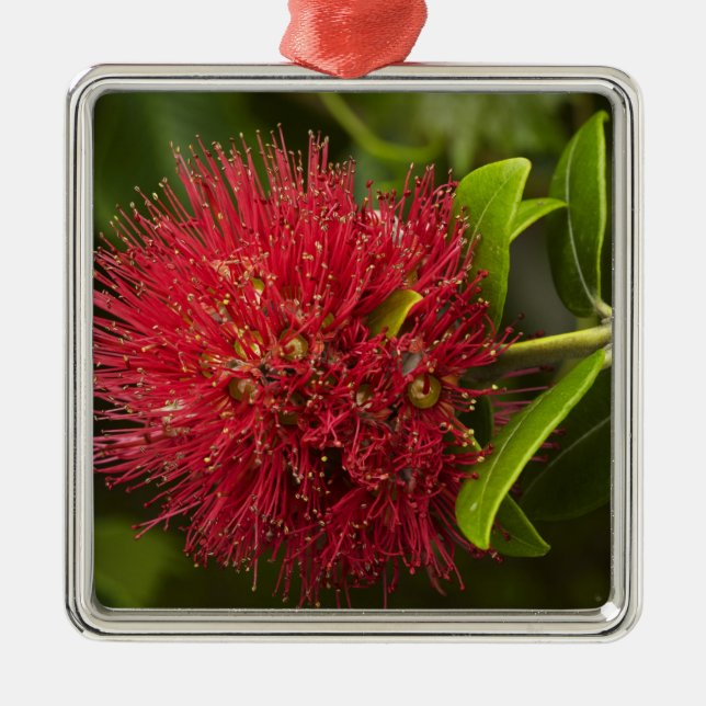 Blume Pohutukawa, Dunedin Silbernes Ornament (Vorne)