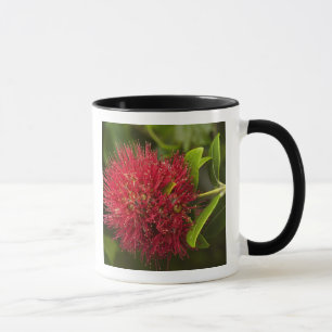 Blume Pohutukawa, Dunedin Tasse