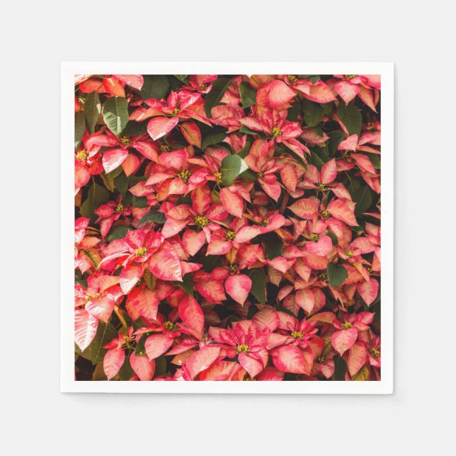 Blume "Poinsettia" Serviette (Vorderseite)
