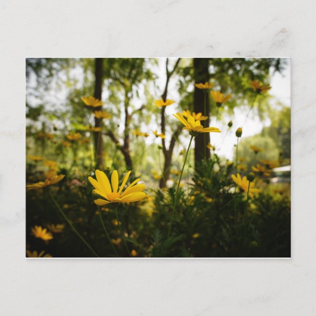 Blume Postcard_01 Postkarte (Vorderseite)