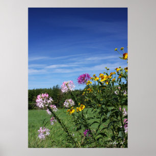 Blume Poster