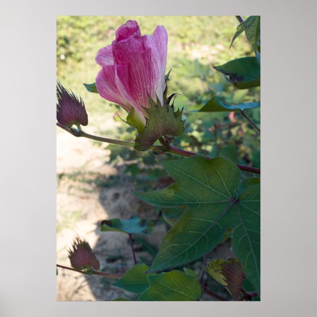 Blume Poster (Vorne)