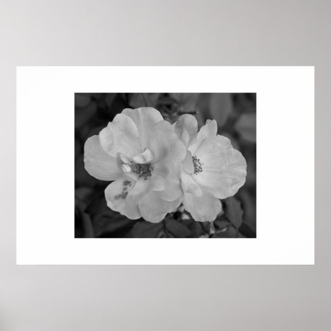 Blume Poster (Vorne)