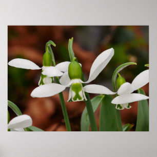 Blume Poster