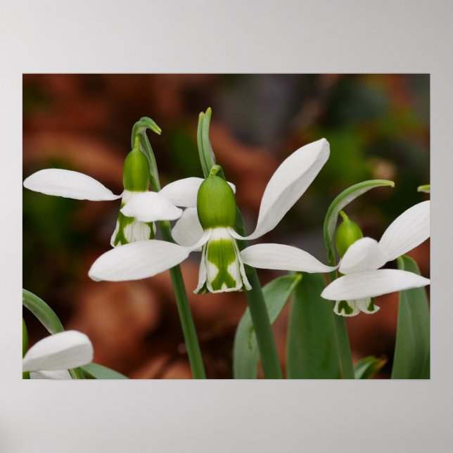 Blume Poster (Vorne)