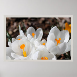 Blume Poster