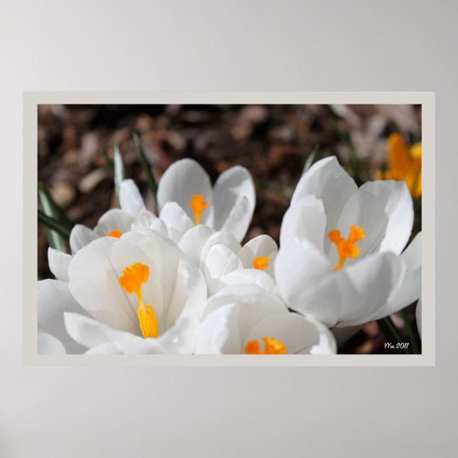 Blume Poster (Vorne)