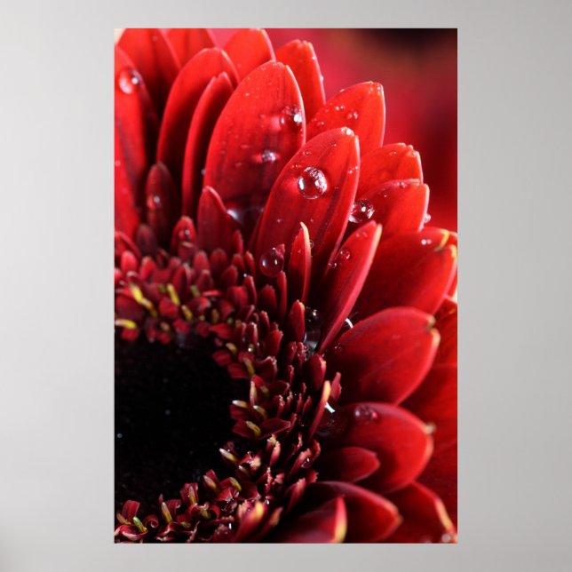 Blume Poster (Vorne)