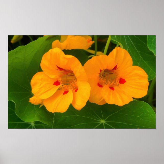 Blume Poster (Vorne)
