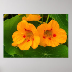 Blume Poster
