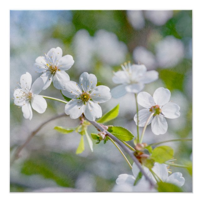 Blume Poster (Vorderseite)