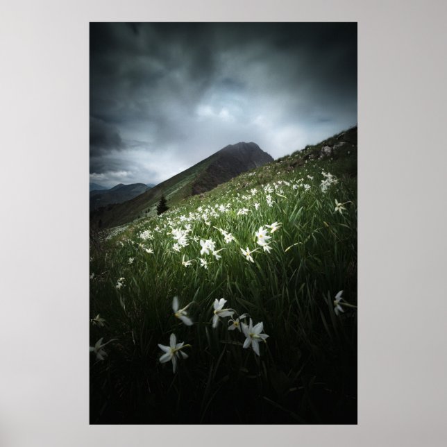 Blume Poster (Vorne)