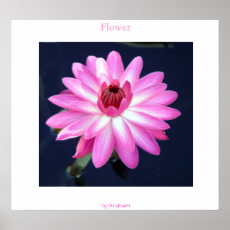 Blume Poster