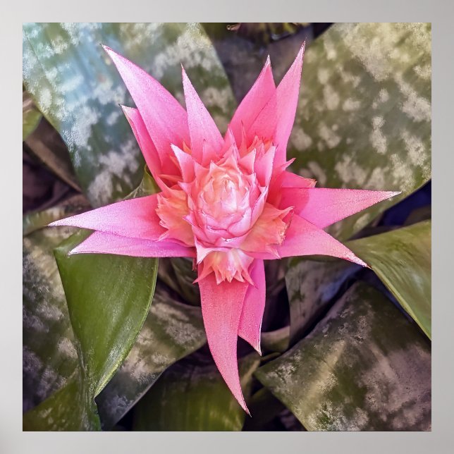 Blume Poster (Vorne)