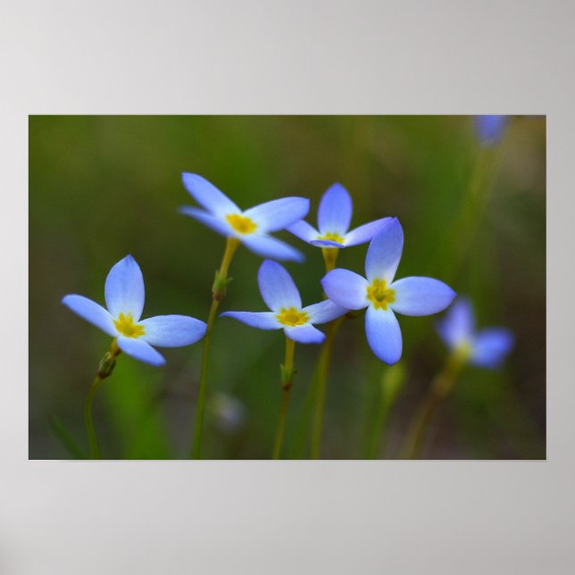 Blume Poster (Vorne)