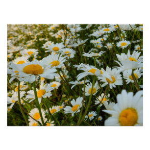 Blume Poster