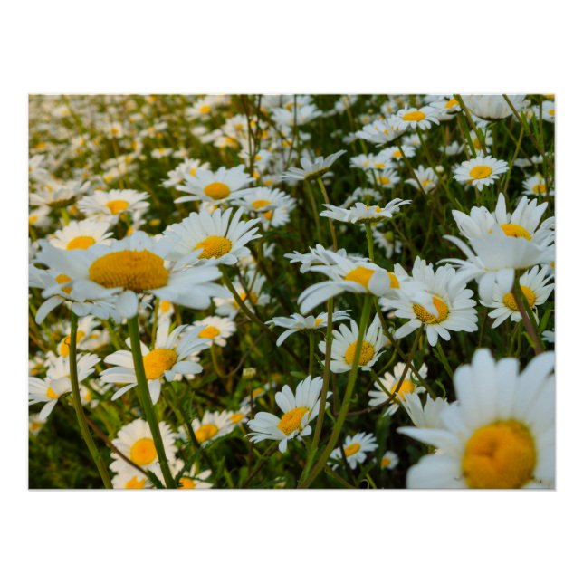 Blume Poster (Vorderseite)