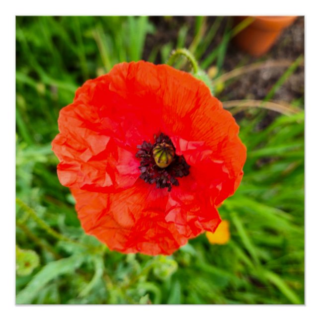 Blume Poster (Vorderseite)