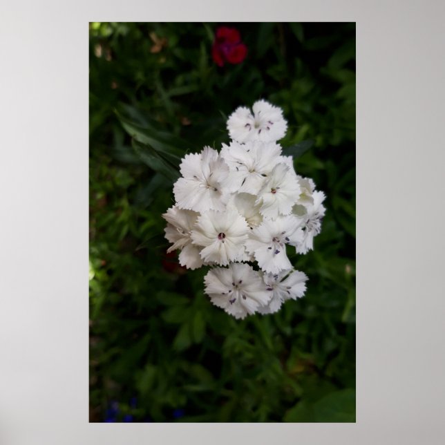 Blume Poster (Vorne)