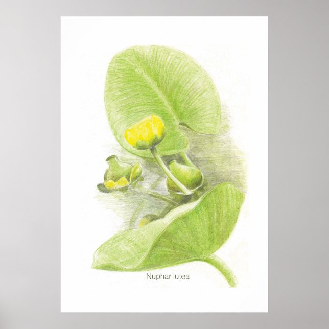 Blume Poster (Vorne)