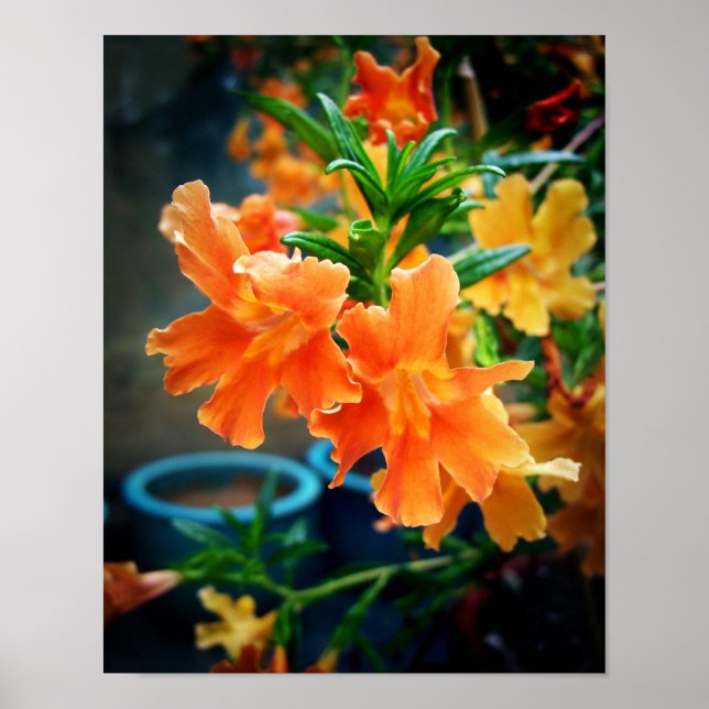 Blume Poster (Vorne)