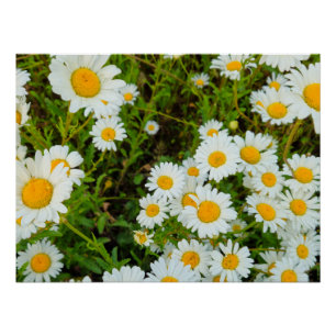 Blume Poster
