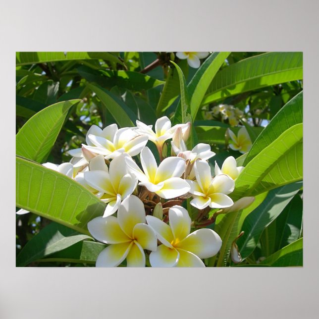 Blume Poster (Vorne)