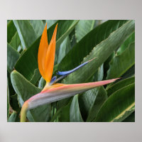 Blume-Poster "Bird of Paradise"