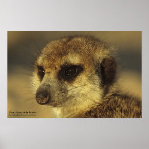 Blume Poster - Royal Whiskers Collection