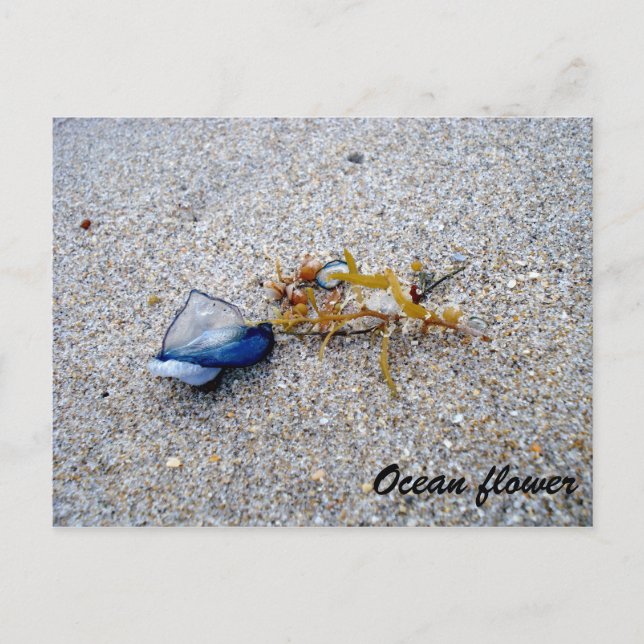 Blume Postkarte (Vorderseite)